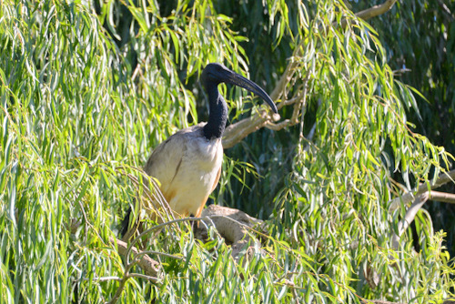 World of Birds Wildlife Sanctuary.